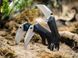 Ніж Boker Plus Veloc 01RY005 4009063 фото 7