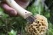 Нож Opinel Boite Couteau a Champignon №8 (Нож грибника) 001252 2047806 фото 3